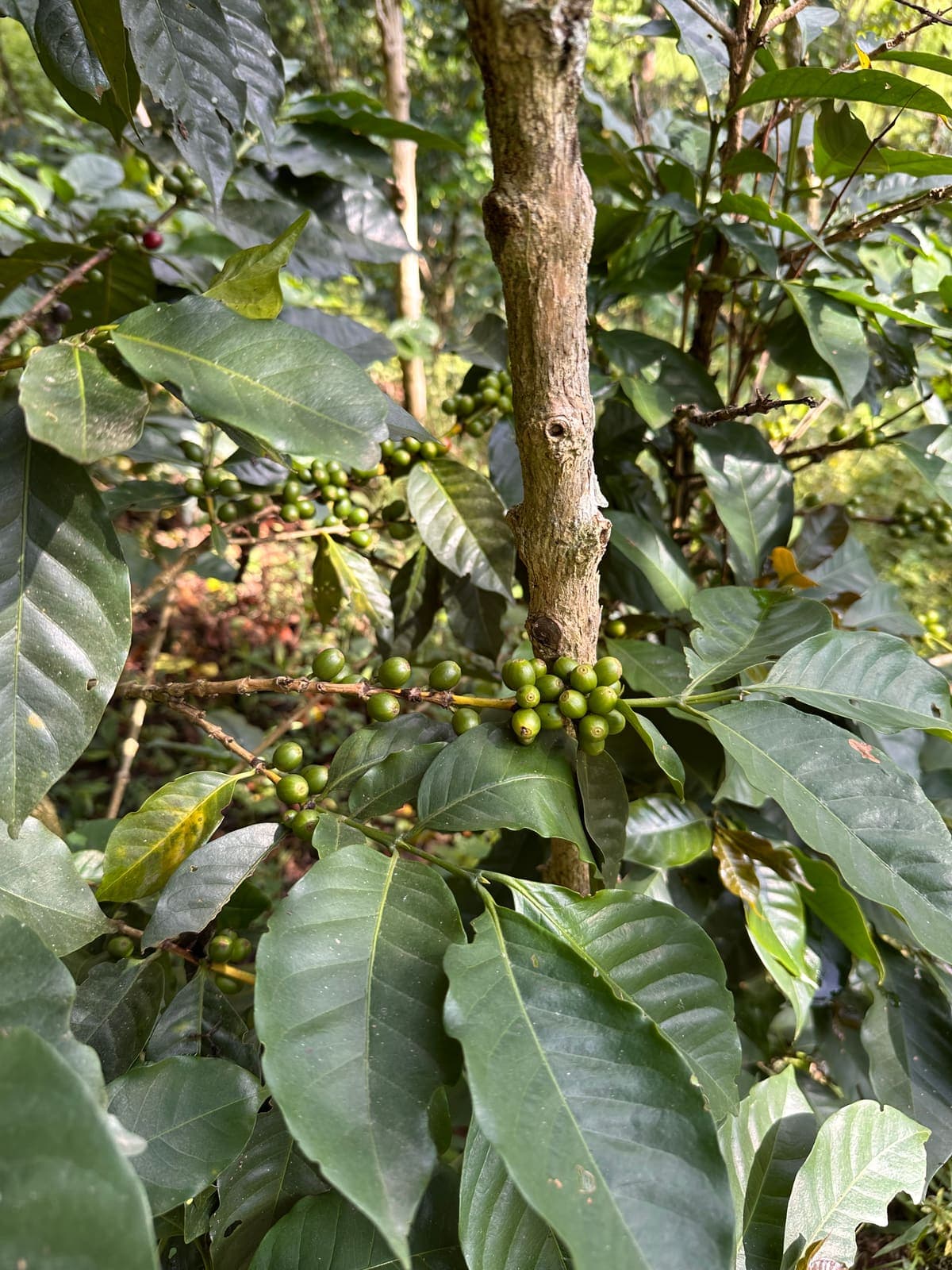 Cerezas de café en la planta