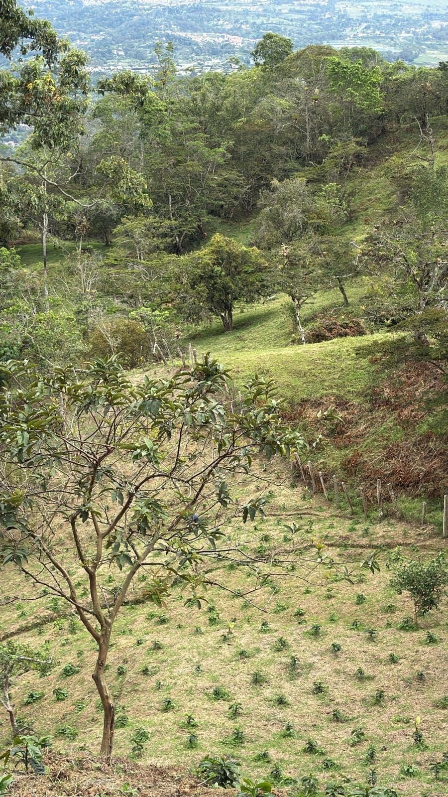 Finca de café en ladera colombiana
