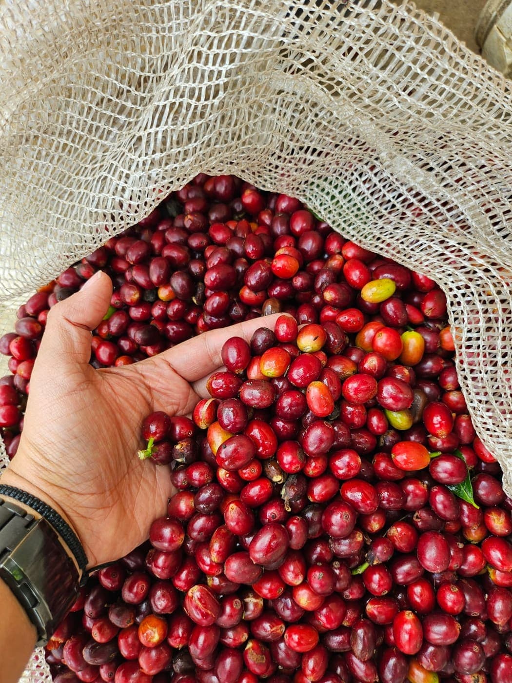 Cosecha de cerezas maduras en malla