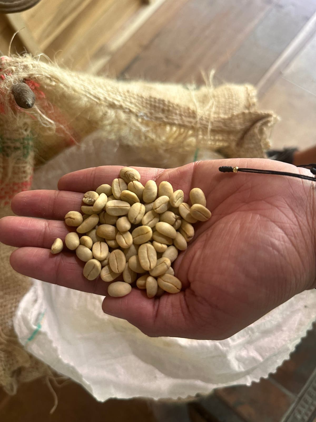 Café pergamino seco en la palma de la mano