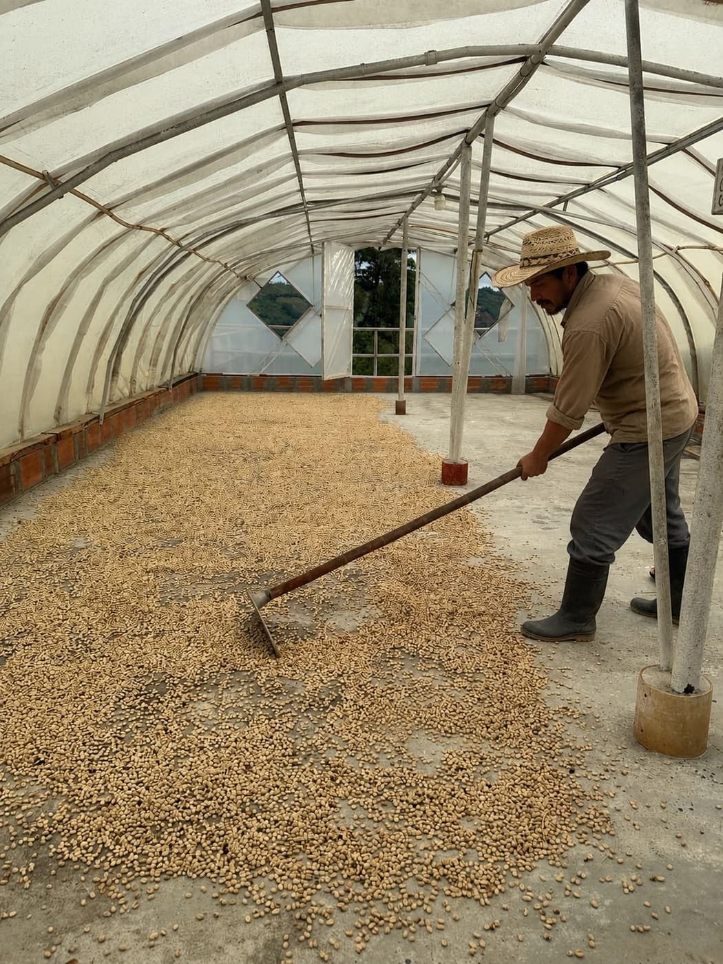 Secado de café en invernadero